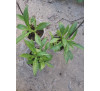 Кентрантус червоний (Сentranthus), Centranthus ruber  Coccineus, Валериана  Coccineus 
